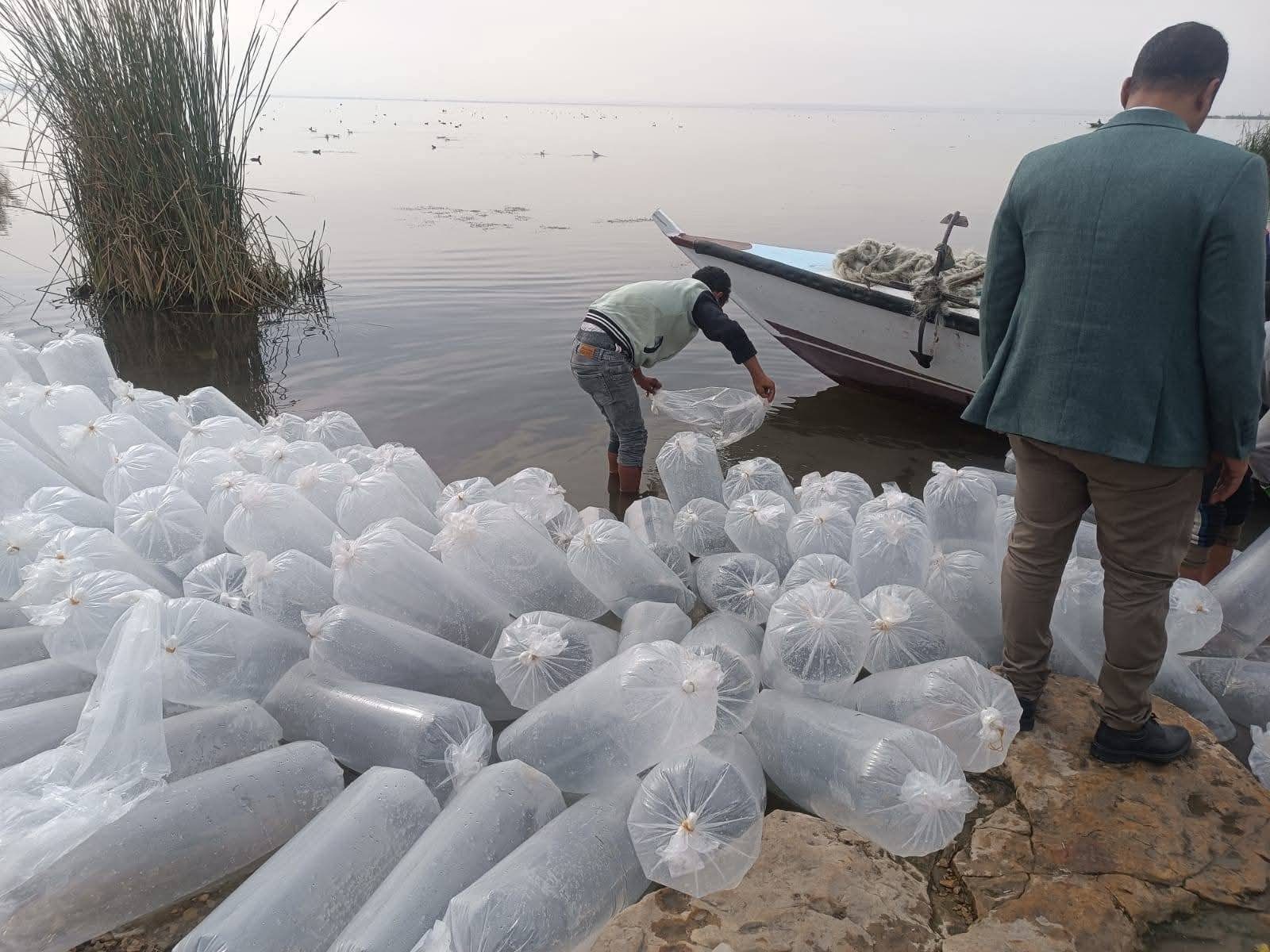 زريعة طوبار