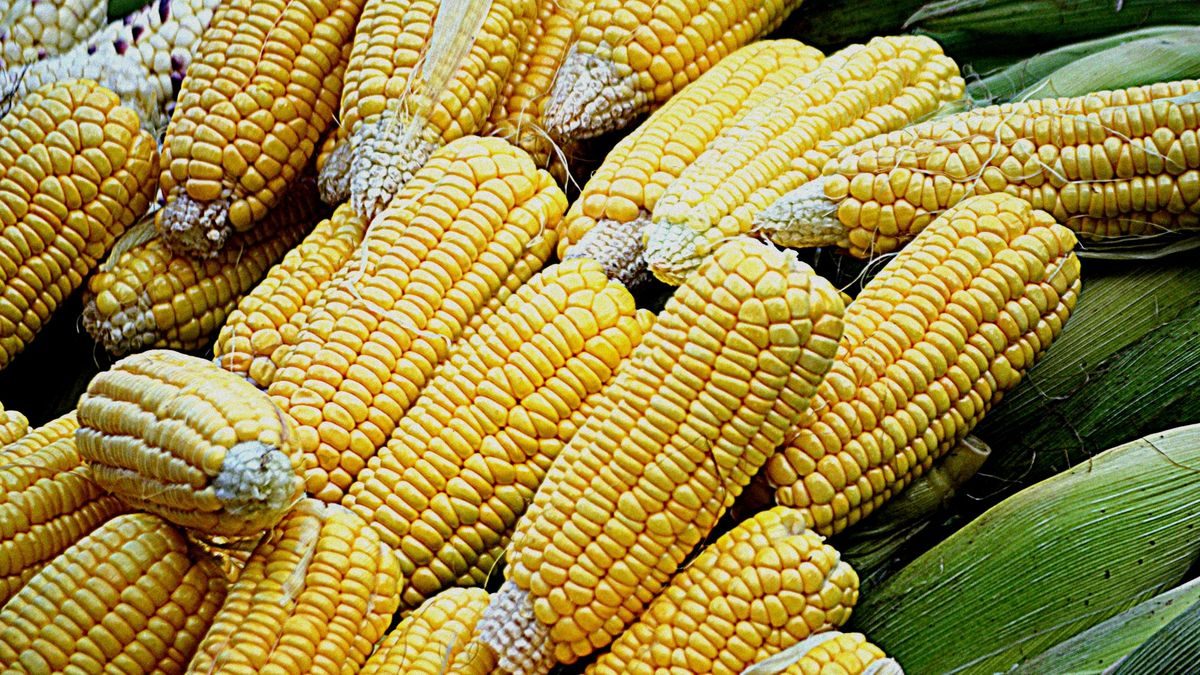 محصول الذرة