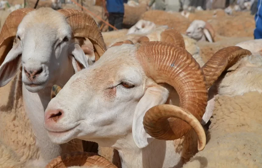 الجزائر توافق على استيراد مليون رأس من الماشية وإعفائها من الرسوم والضرائب