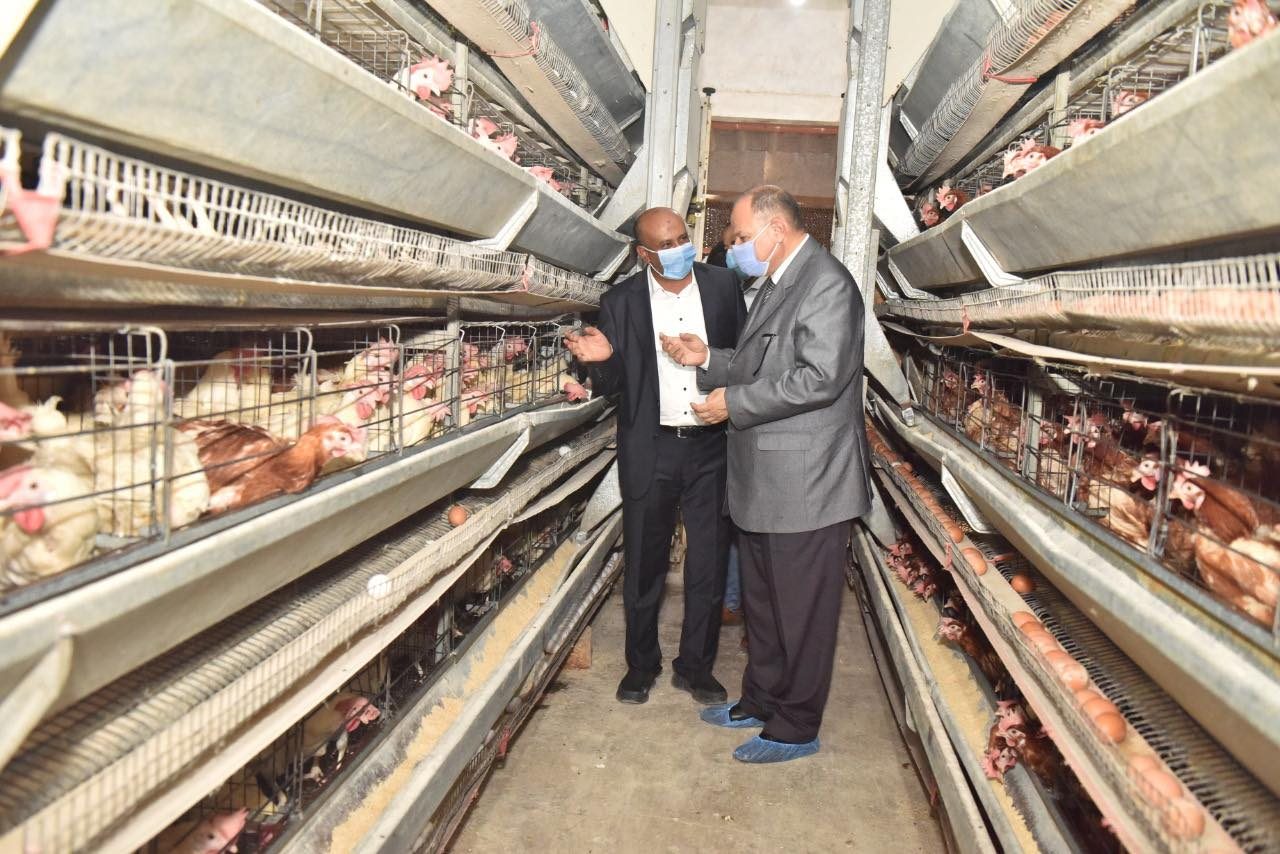 شركة أسيوط للكتاكيت