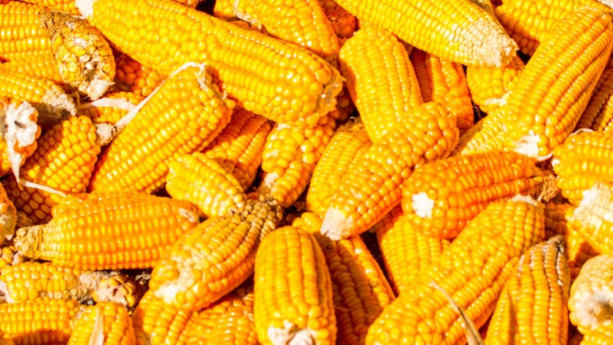 صادرات البرازيل من الذرة