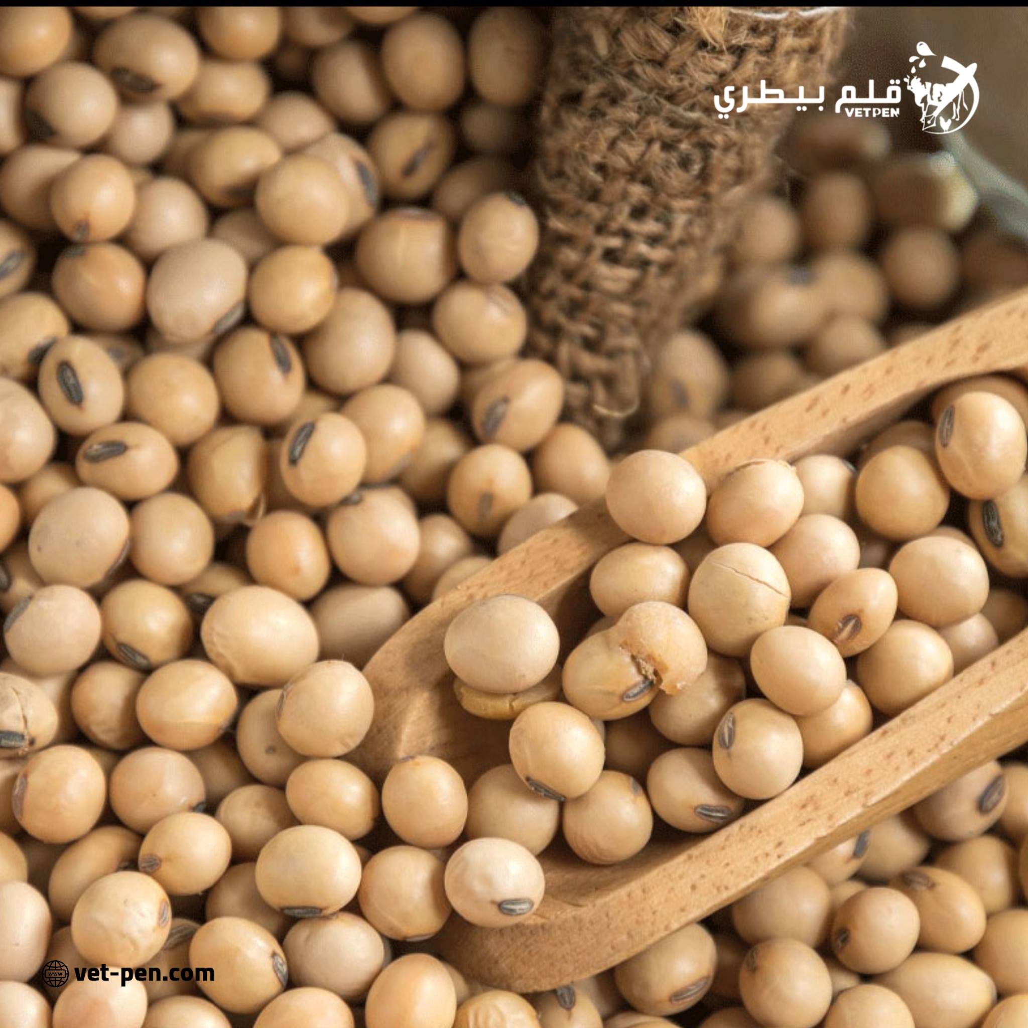 بورصة الحبوب