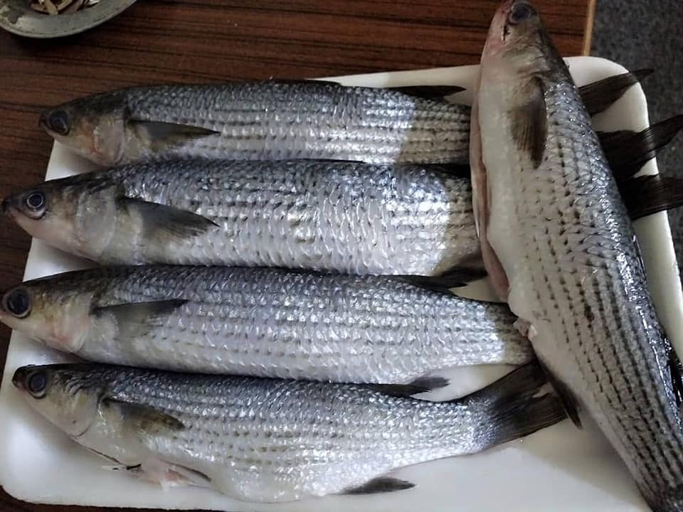 طوبار وبوري