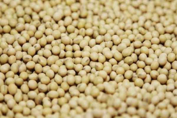 البرازيل تبدأ حصاد فول الصويا من موسم 2023-2024