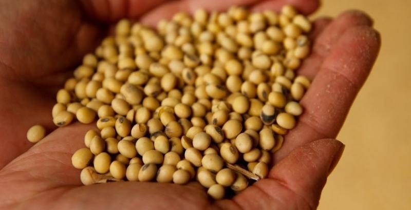 أسعار فول الصويا