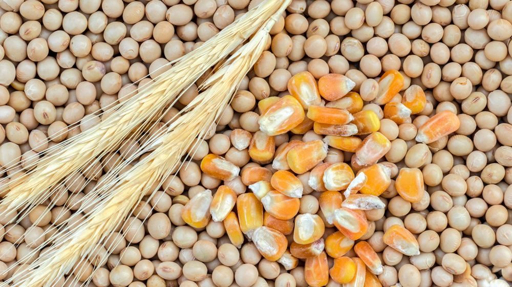 ارتفاع العقود الآجلة لفول الصويا والحبوب مع نهاية عام 2023