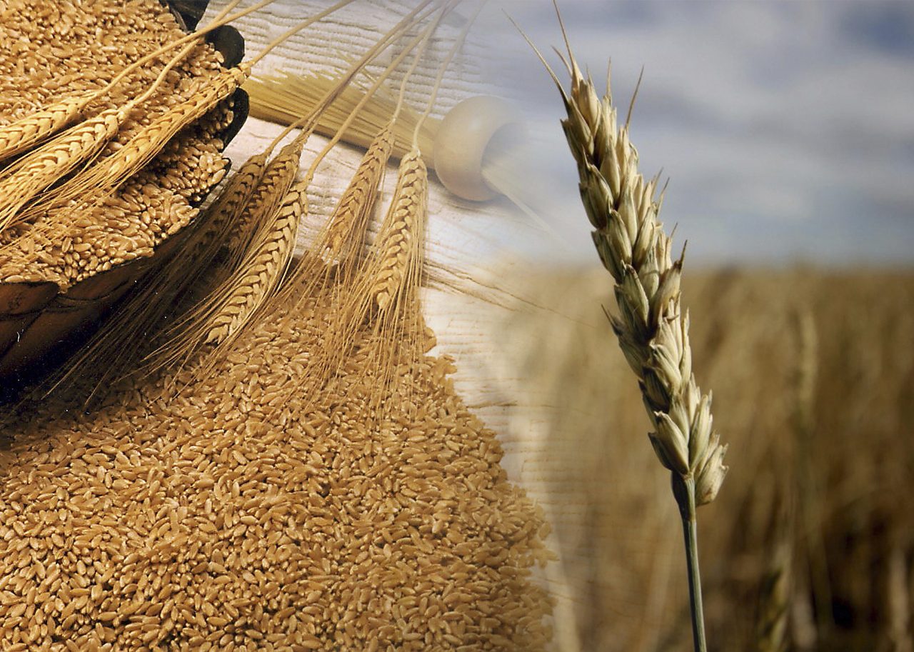 وزارة الزراعة الروسية تعلن زيادة رسوم التصدير على القمح اعتبارا من الأربعاء المقبل