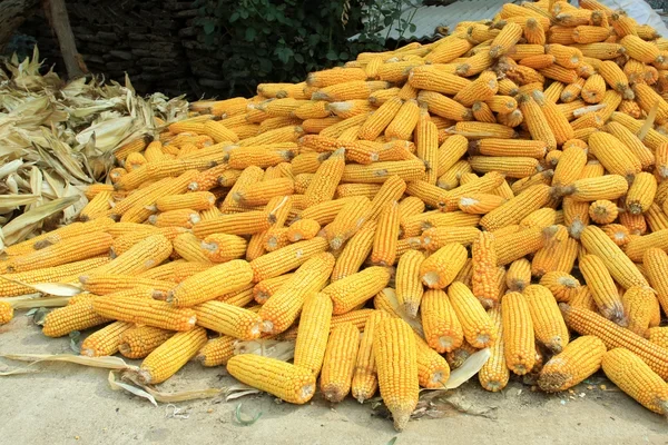 كوريا الجنوبية تطرح مناقصة لشراء 138 ألف طن من الذرة