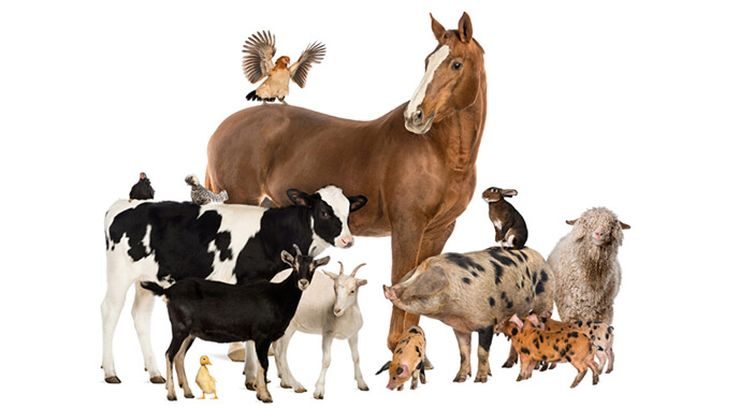 الماشية والدواجن والأغنام