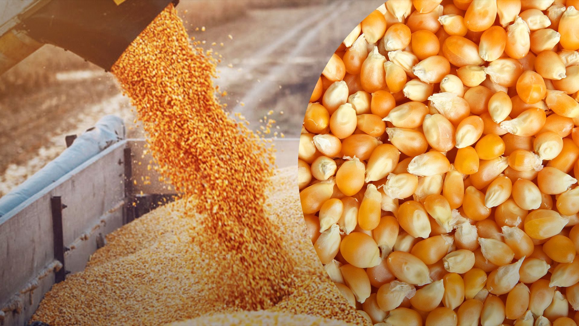 مبيعات الذرة