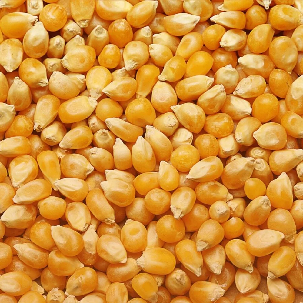 مبيعات الذرة الأمريكية الأسبوعية عند 2.34 مليون طن