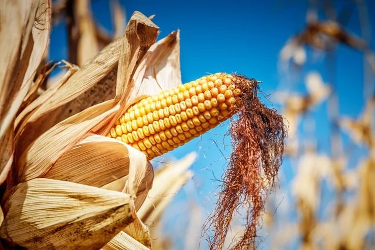 إنتاج الذرة