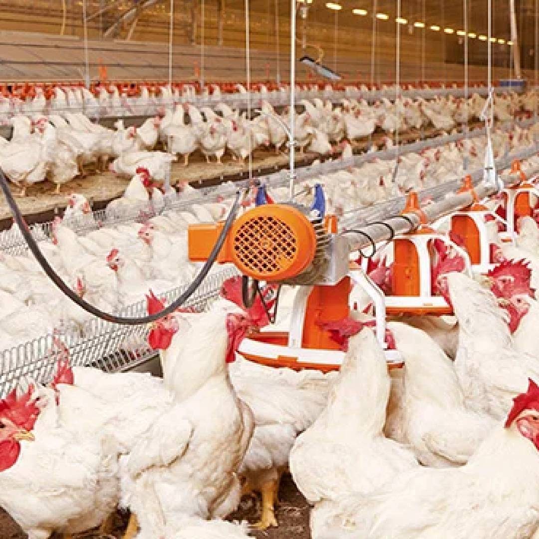 مزرعة دواجن