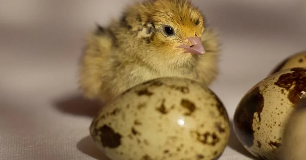 مصر تعتزم استيراد بيض السمان المخصب من البرازيل