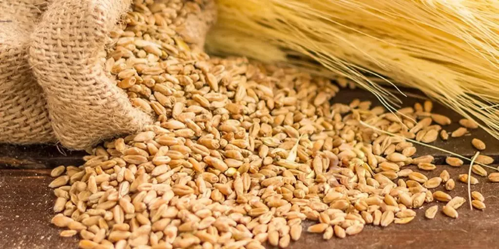 القمح الروسي